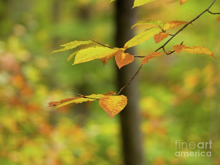 On An Overcast Day In Autumn 5 by Dorothy Lee On An Overcast Day In Autumn 5 by Dorothy Lee