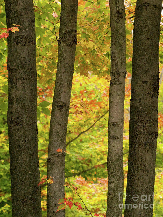 On An Overcast Day In Autumn 7 by Dorothy Lee On An Overcast Day In Autumn 7 by Dorothy Lee