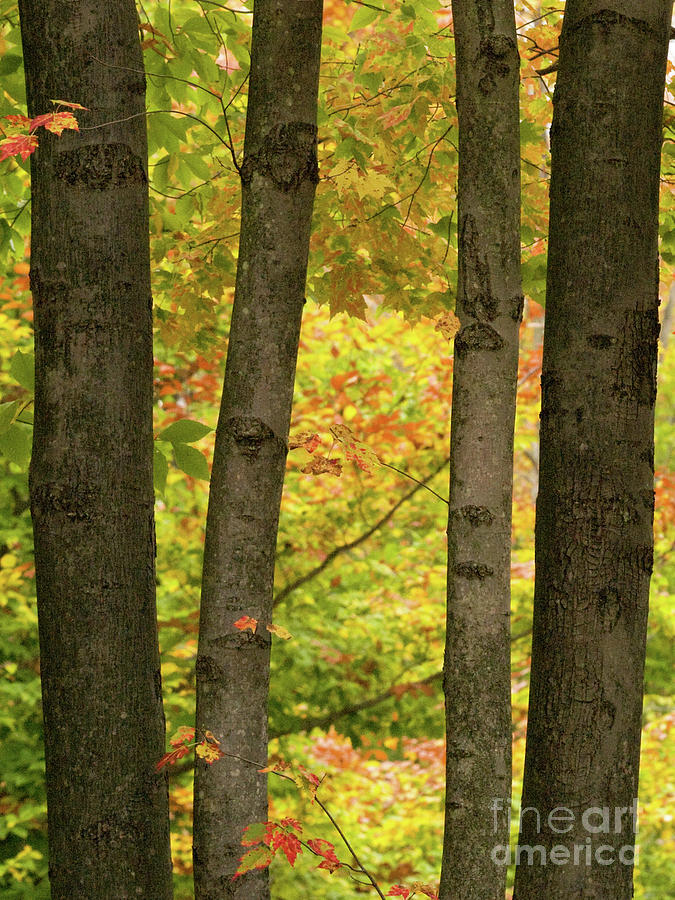 On An Overcast Day In Autumn 7 Photograph by Dorothy Lee