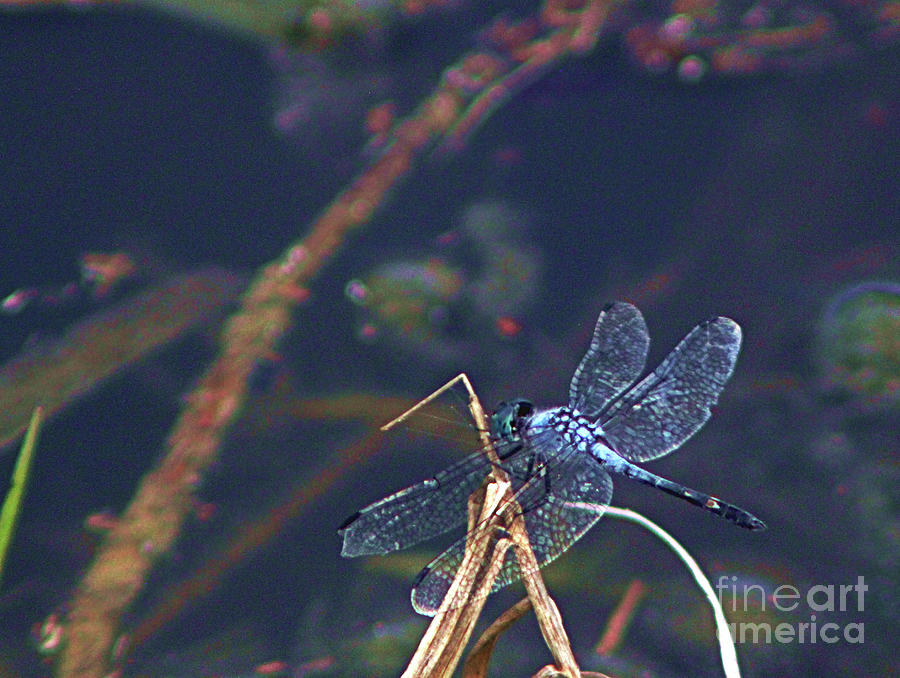 On Dragonfly Wings Photograph by Maria Arango