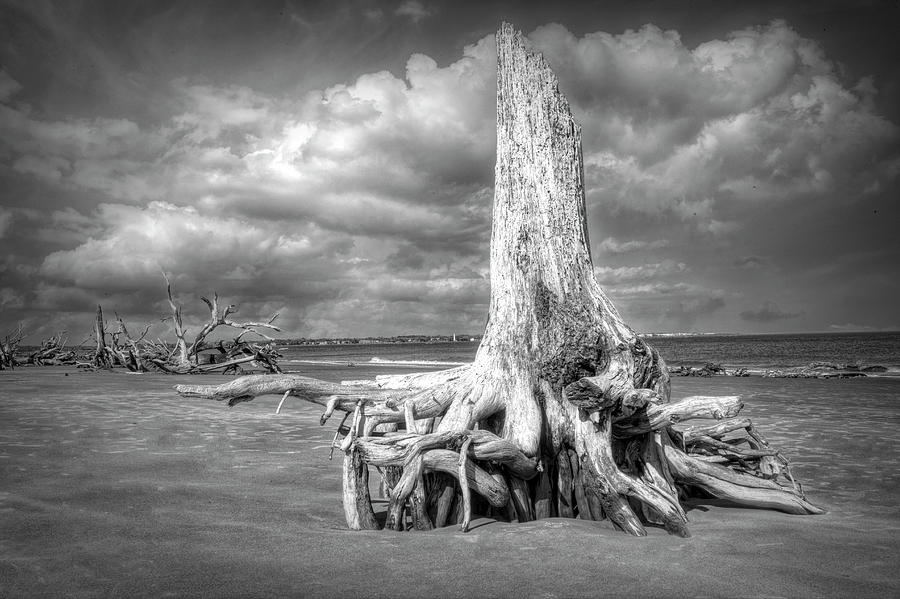 On Driftwood Beach at Low Tide Black and White Photograph by Debra and Dave Vanderlaan