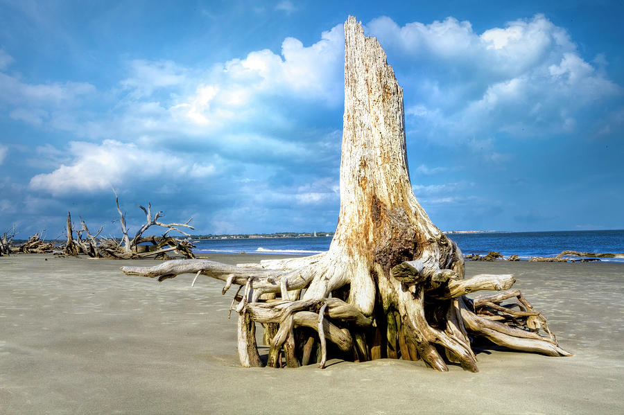 On Driftwood Beach at Low Tide  Photograph by Debra and Dave Vanderlaan