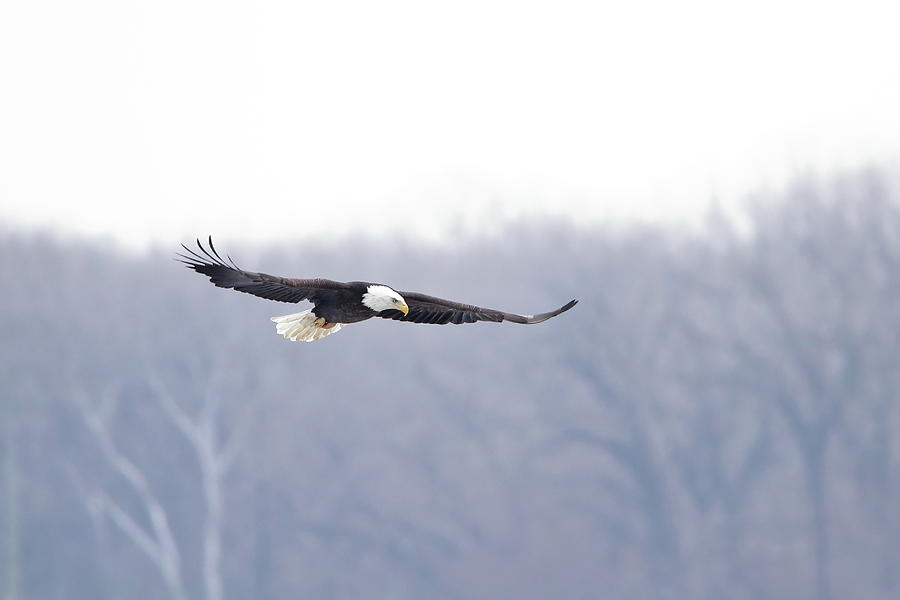 On Eagles Wings Photograph by Lens Art Photography By Larry Trager