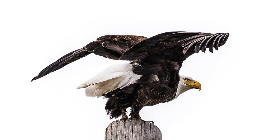 On Eagles Wings Photograph by Yeates Photography