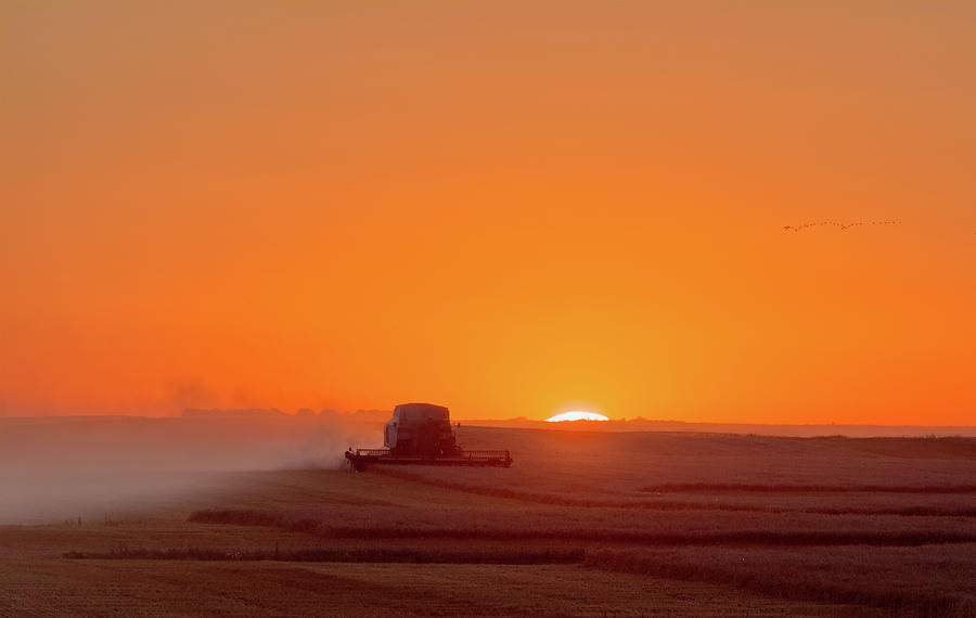 On Fields of Gold - Combine at sunset in a ND wheat field Photograph by Peter Herman