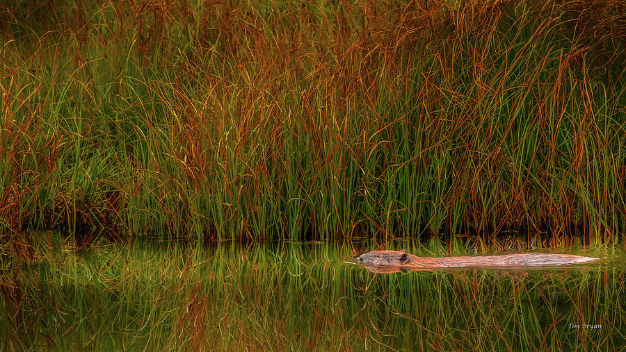 Grand Teton National Park Photograph - On Golden Beaver Pond by Tim Bryan