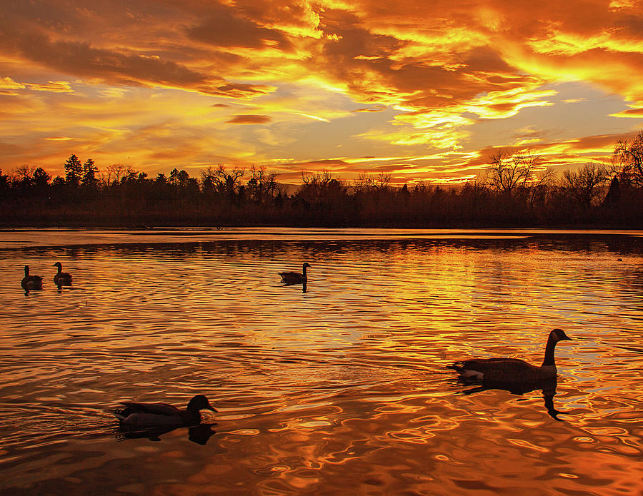 On Golden Pond Photograph by Kristal Kraft