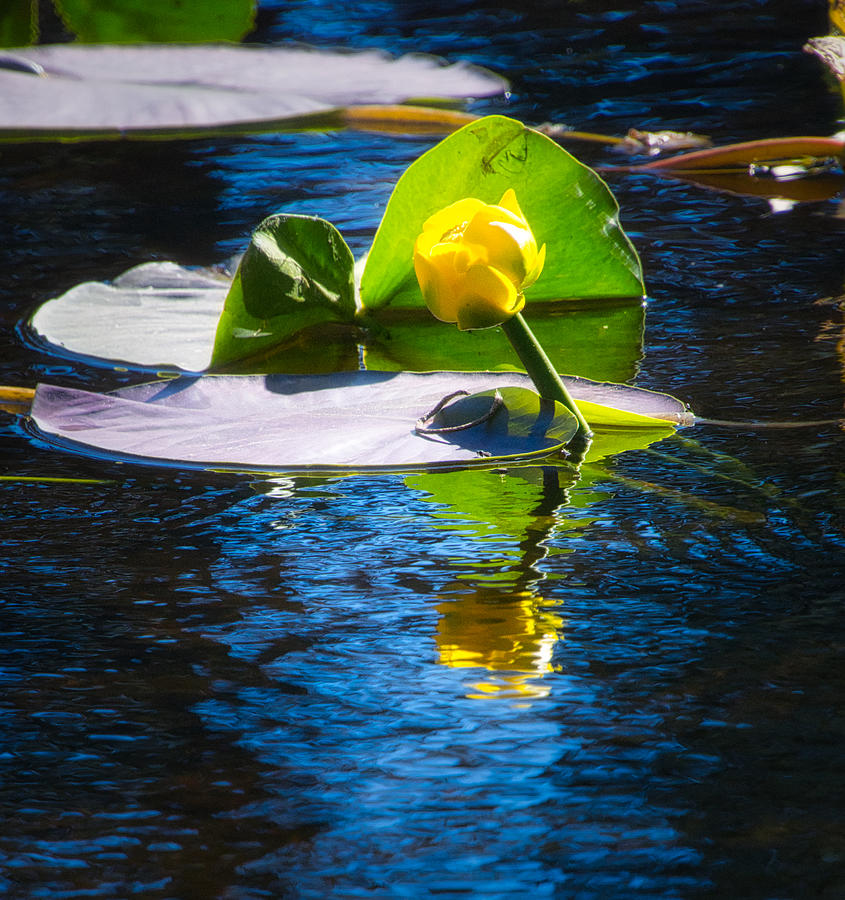 On Golden Pond Photograph by Steph Gabler