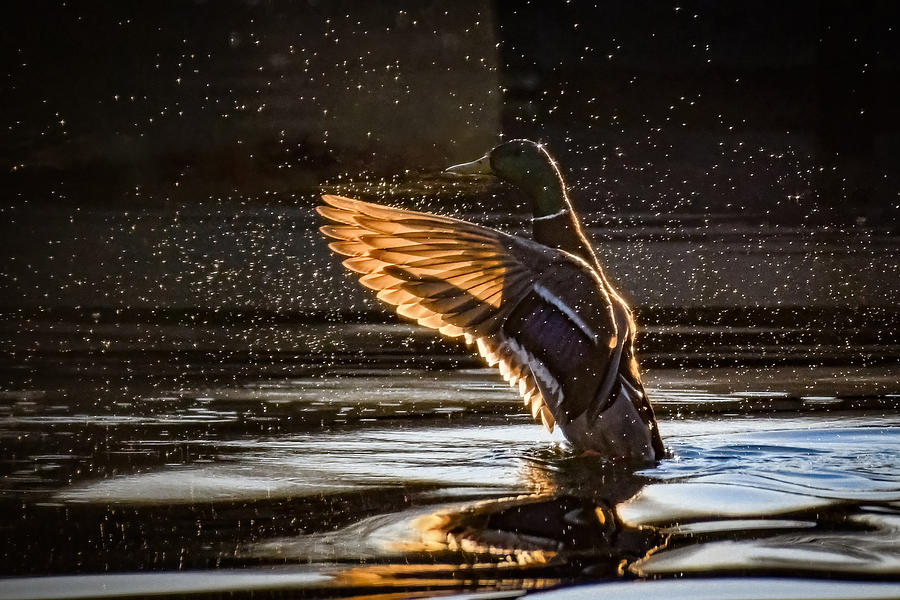 On Golden Wings. Photograph by Joy McAdams