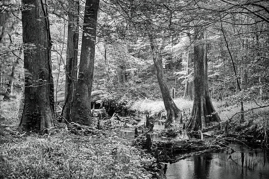 On Island Creek in the Croatan Photograph by Bob Decker