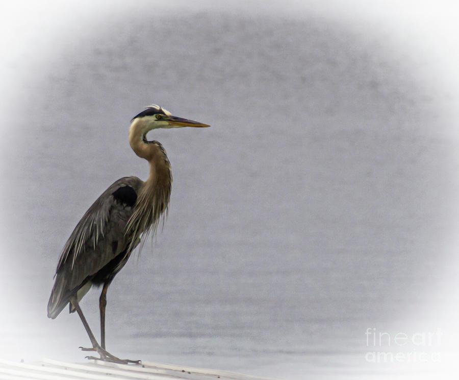 Heron Photograph - On Lookout by William Norton