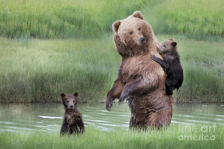 On Mamma Bears Back Photograph by Linda D Lester