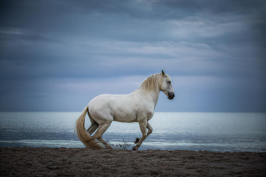 On My Mind - Horse Art Photograph by Lisa Saint