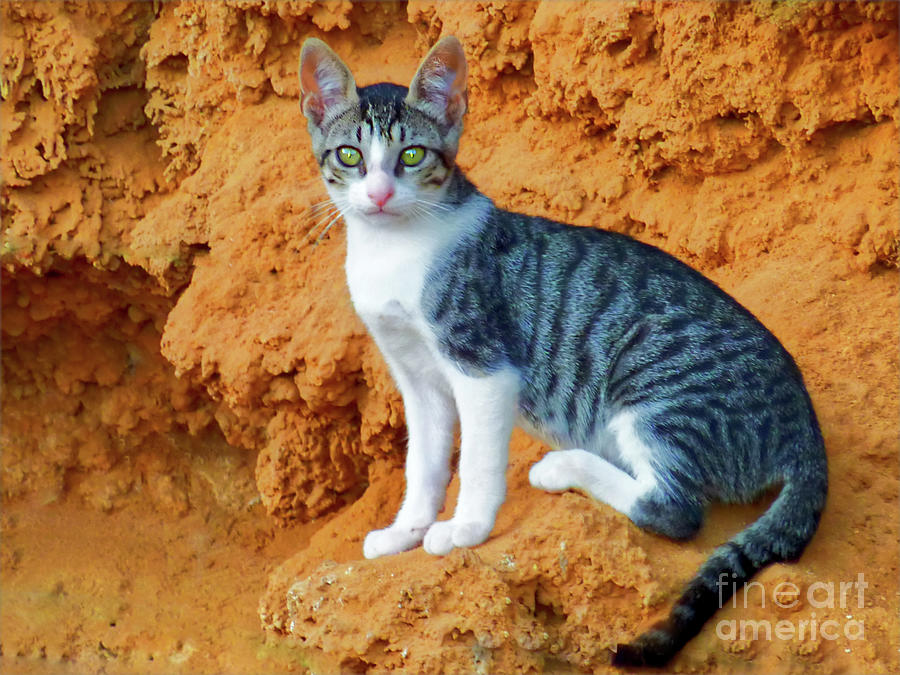 One of the famous Torremolinos coastal cats-Spain Photograph by Pics By Tony