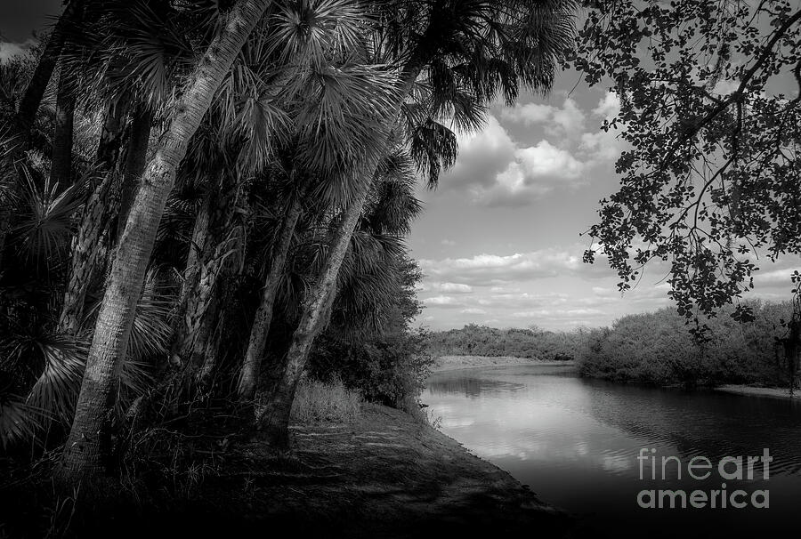Black And White Photograph - On the Banks of the River at Myakka River State Park, Florida by Liesl Walsh