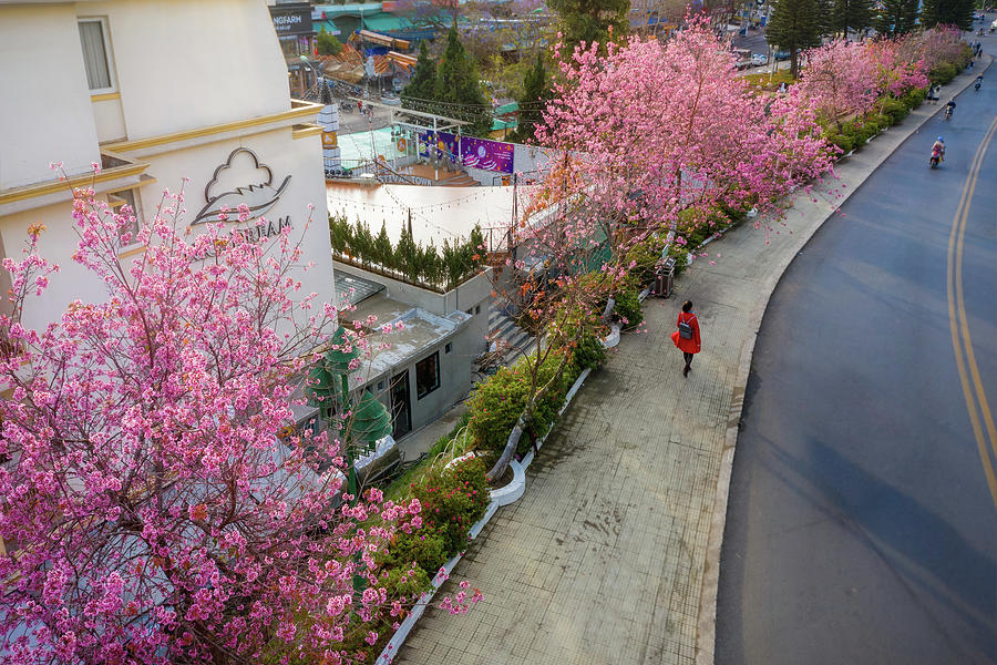 On The Cherry Blossom Street Photograph by Khanh Bui Phu