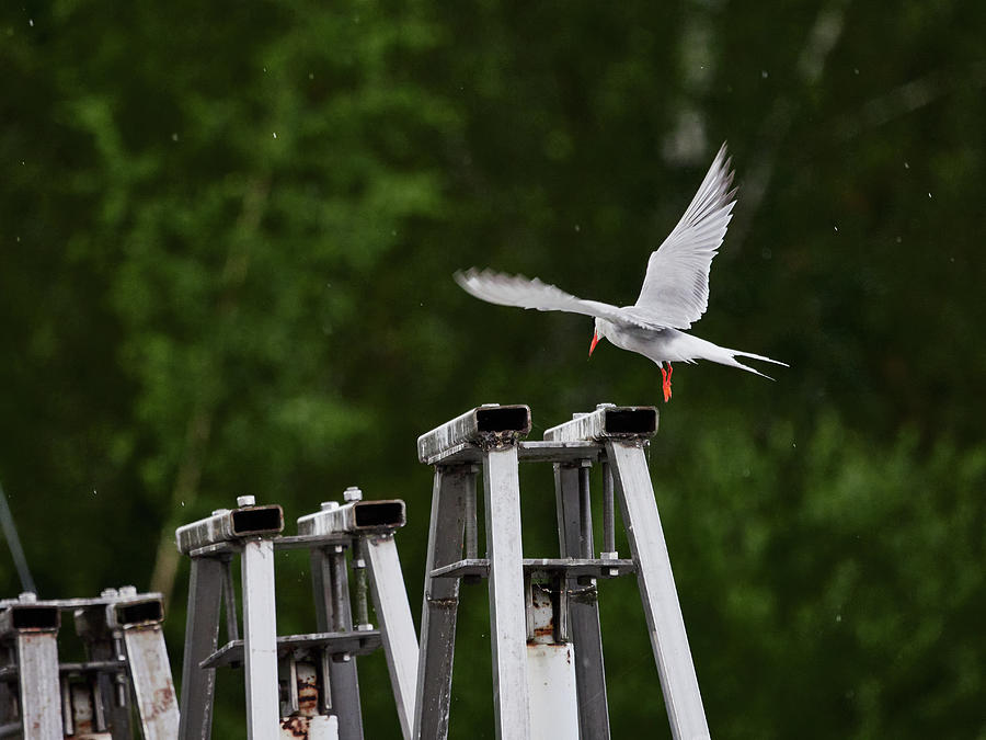 On the dam. Common tern Photograph by Jouko Lehto