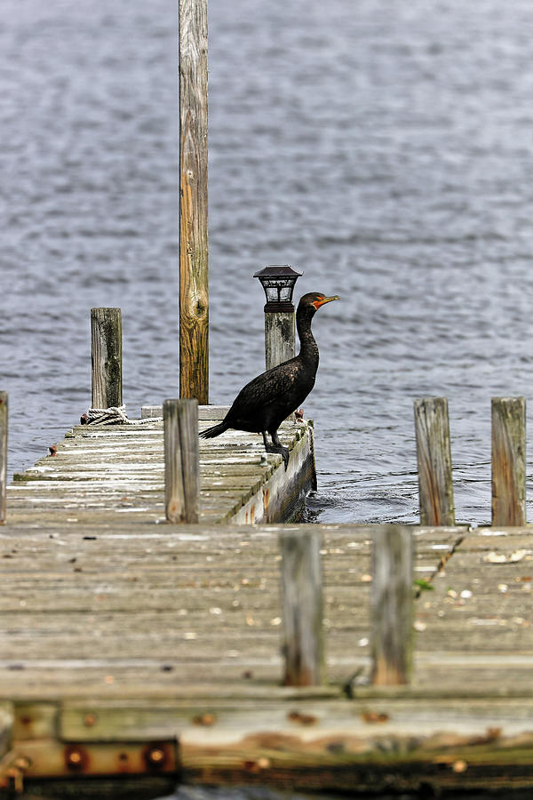 Cormorant On The Dock Photograph by Doolittle Photography and Art