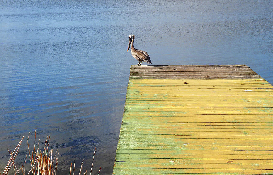 On the dock Photograph by Luz Resto On the dock Photograph by Luz Resto