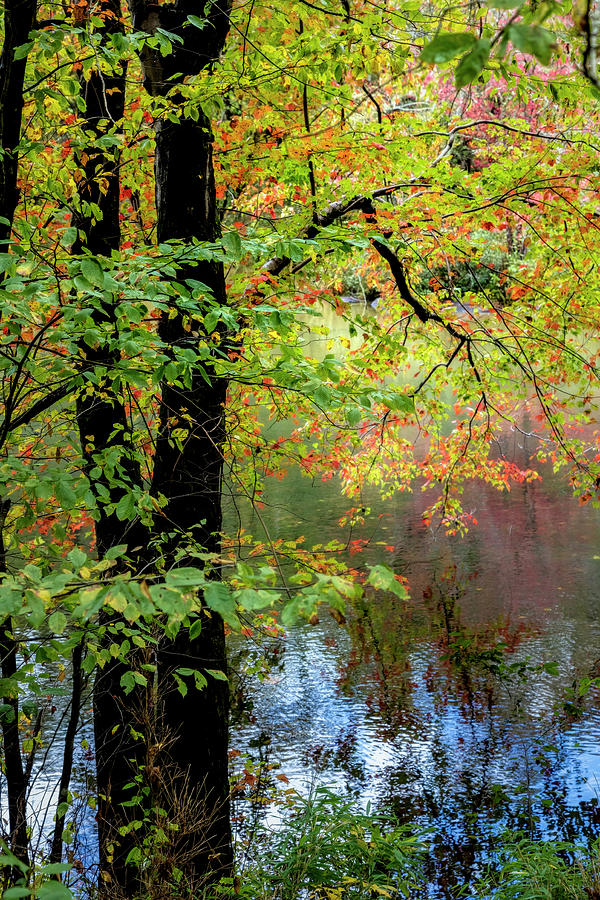 On the Edge of the Autumn River Photograph by Debra and Dave Vanderlaan