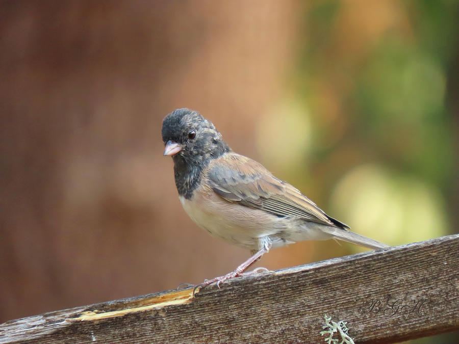On the Fence - Oregon Junco - Bird Photography - Nature Shots Photograph by Brooks Garten Hauschild