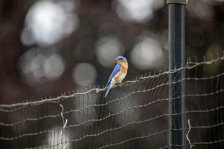 Nature Photograph - On the Fence by Unbridled Discoveries Photography LLC