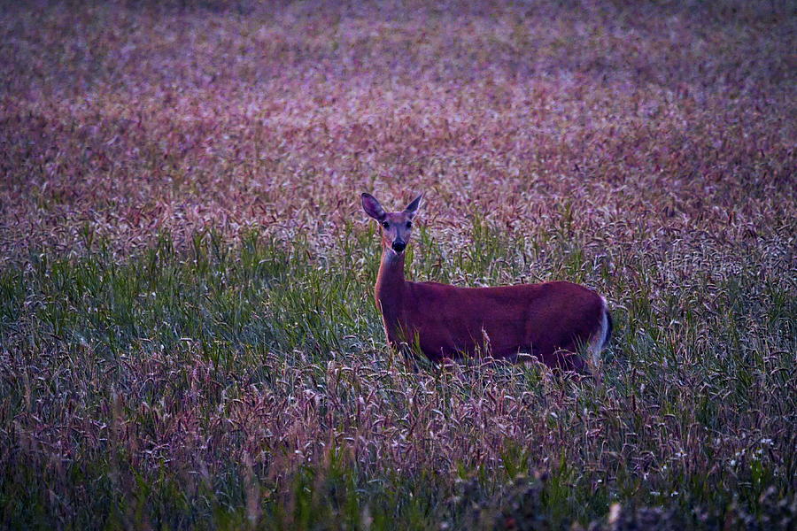 On the fields at night. White-tailed deer Photograph by Jouko Lehto