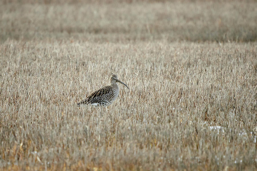 On the fields of spring. Eurasian curlew Photograph by Jouko Lehto