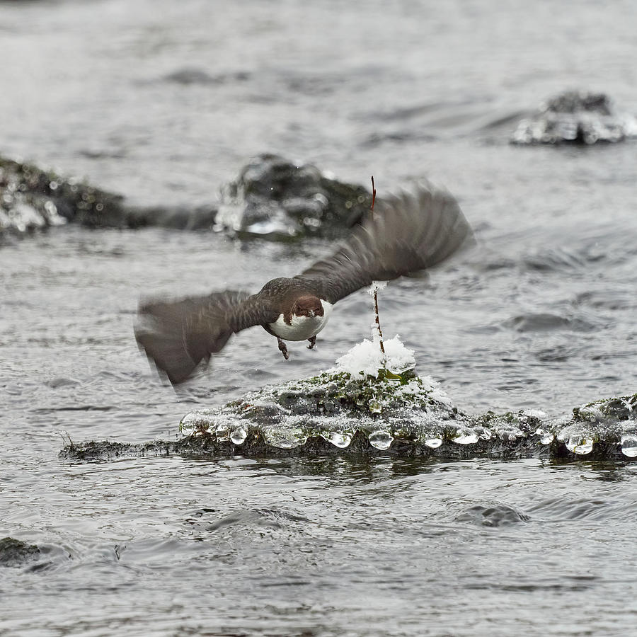 On the fly and leaving the pearls. White-throated dipper Photograph by Jouko Lehto