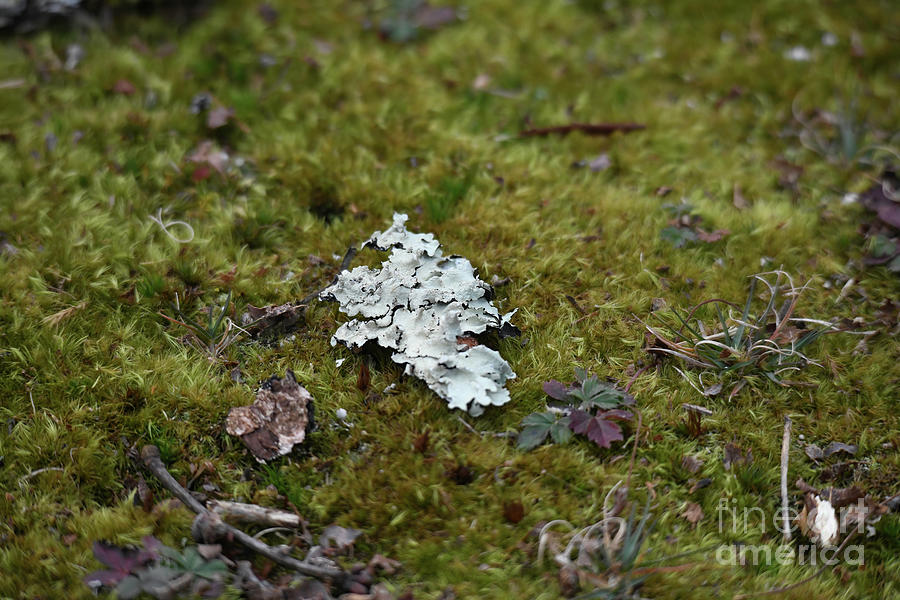 On The Forest Floor Photograph