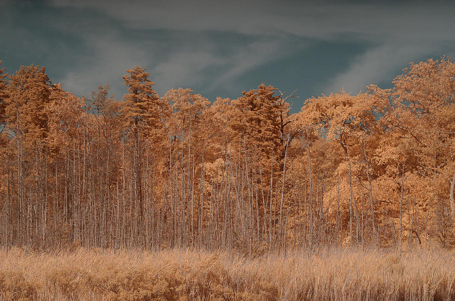 On the Forked River in Infrared Photograph by Alan Goldberg