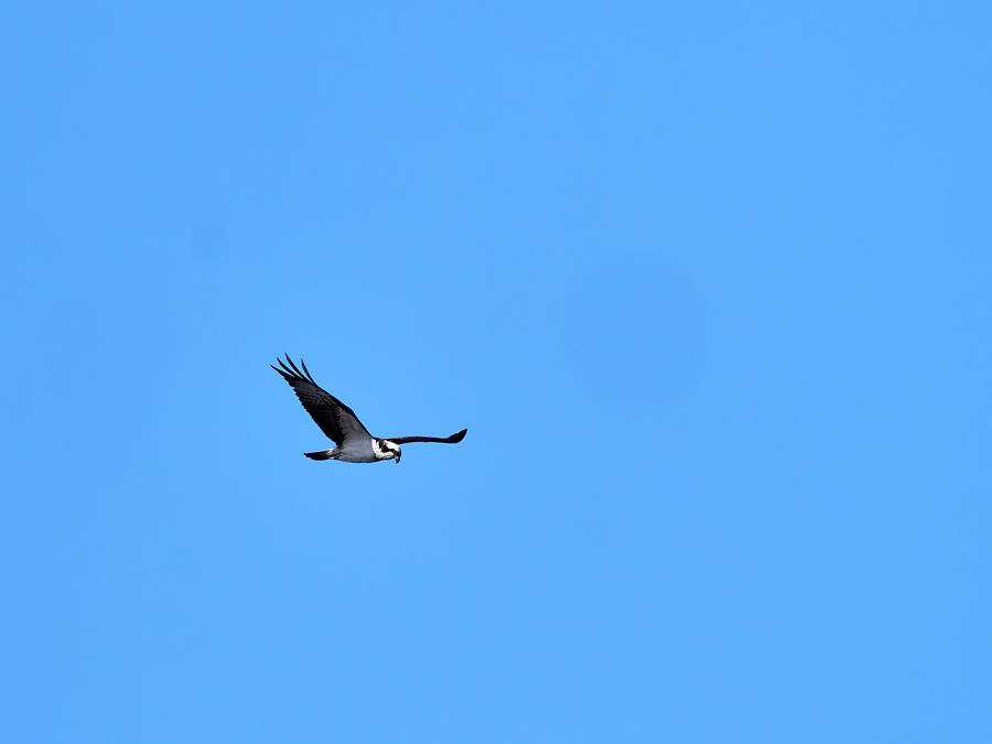 On the glide. Osprey Photograph by Jouko Lehto
