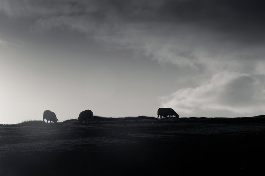 On The Horizon Photograph by Mark Callanan