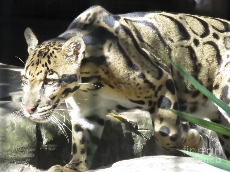 On the Hunt - Clouded Leopard Photograph by World Reflections By Sharon