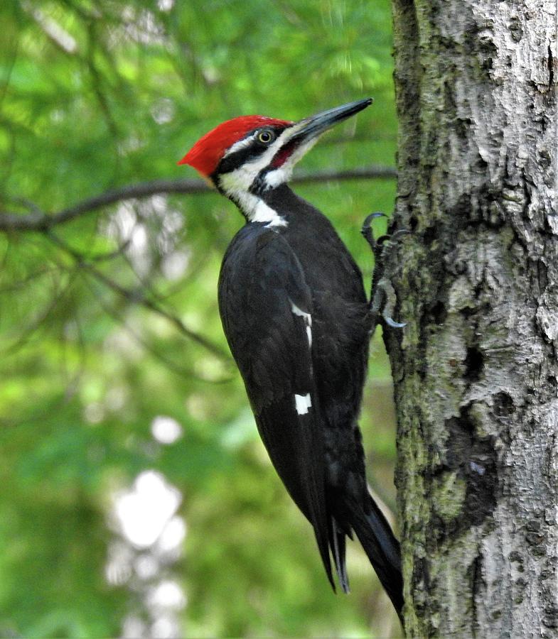 On The Hunt Photograph by Kathy Woods Booth - Fine Art America