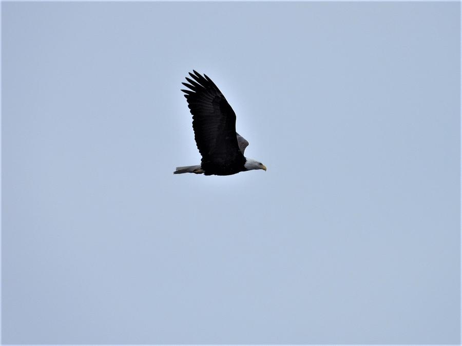 On the Hunt Photograph by Michael Newbold | Fine Art America