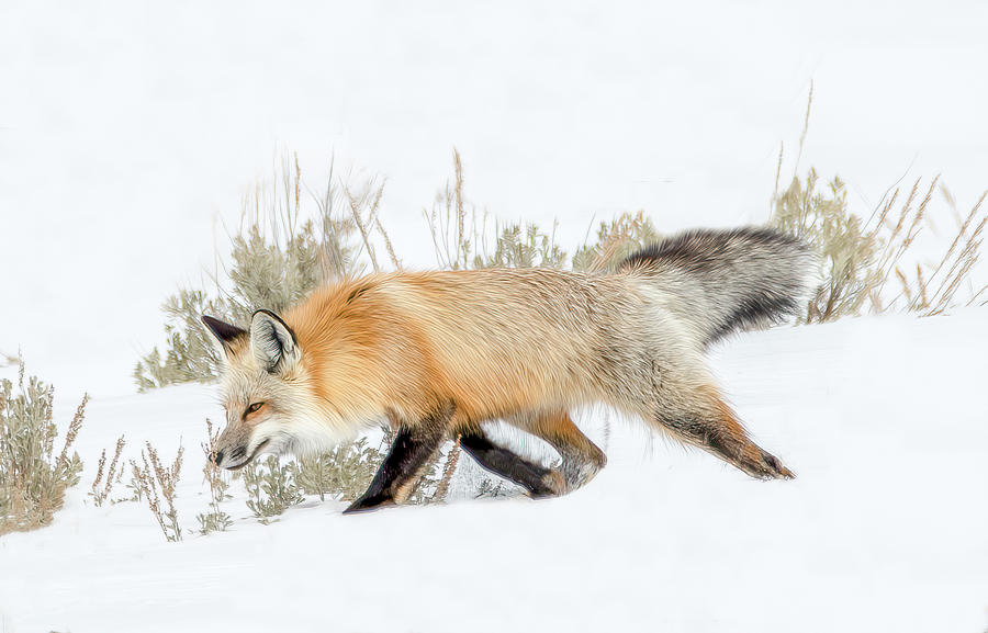 On The Hunt, Red Fox of the Tetons Photograph by Marcy Wielfaert
