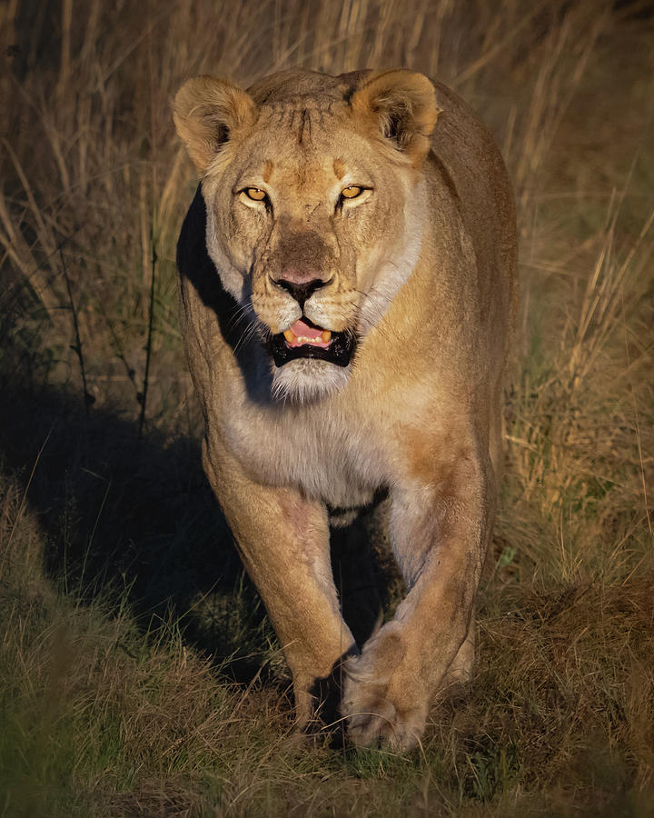 On the hunt Photograph by Robert Miller On the hunt Photograph by Robert Miller
