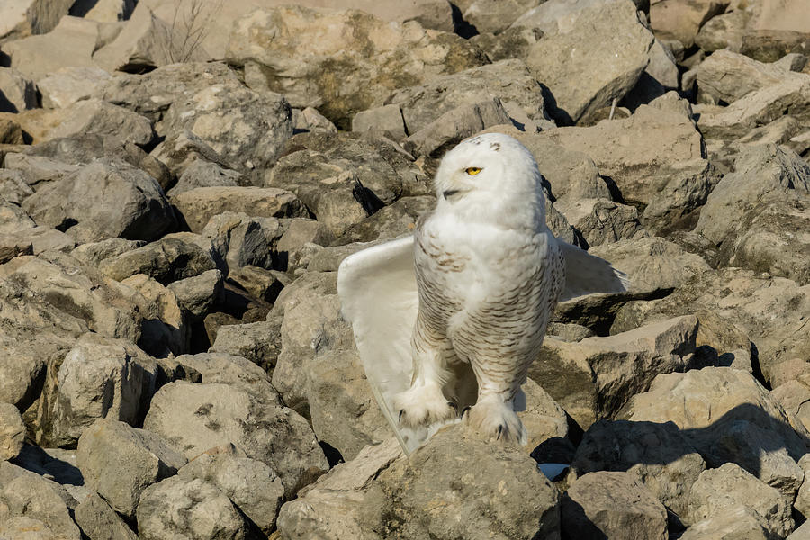On the Hunt Snowy Owl Photograph by Jack R Perry