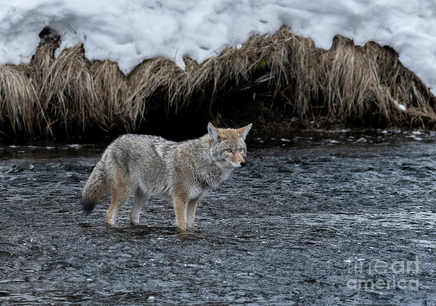 On The Hunt - Yellowstone Photograph by Sandra Bronstein