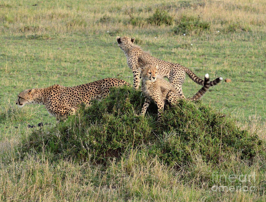 On The Lookout, Cheetah Mom With Cubs. by Tom Wurl