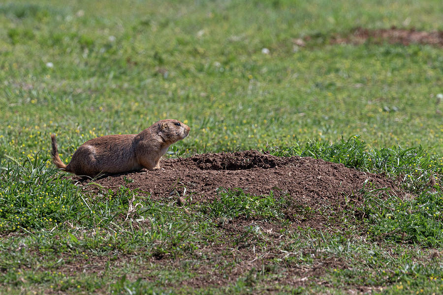 On the lookout Photograph by John Schultz - Fine Art America