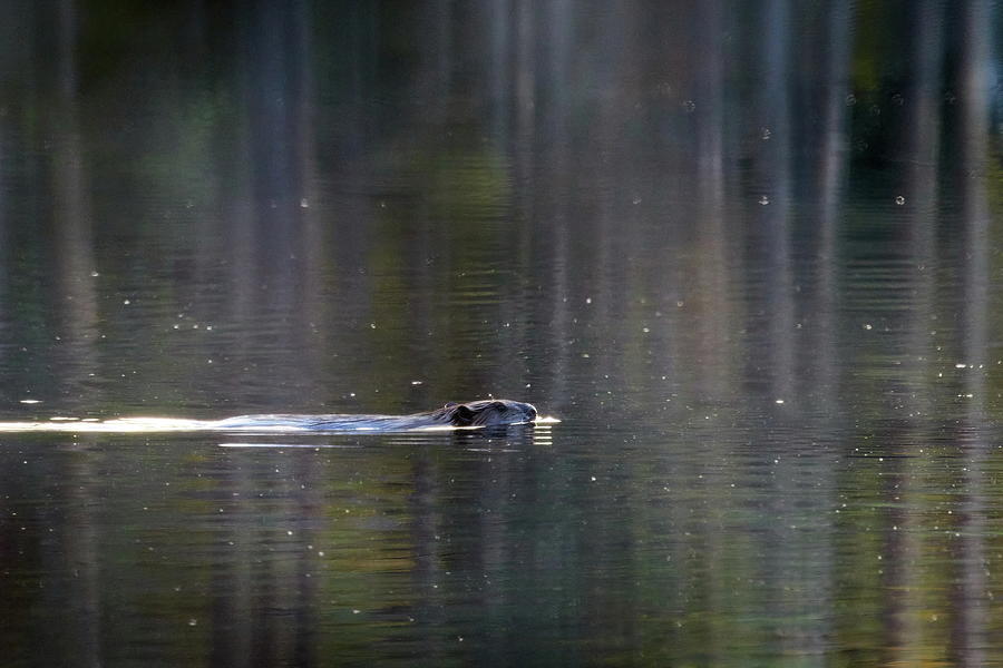 On the morning swim. Beaver Photograph by Jouko Lehto