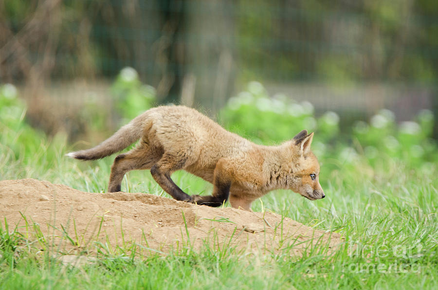 On The Move Baby Red Fox Animal Wildlife Photograph Photograph by PIPA Fine Art - Simply Solid