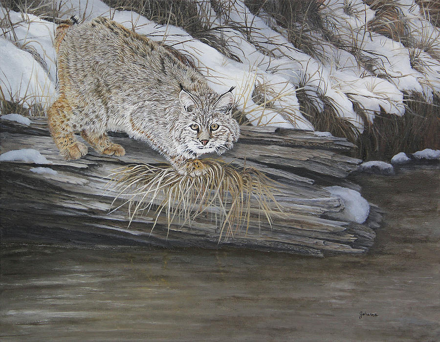 On The Prowl - Bobcat Painting by Johanna Lerwick
