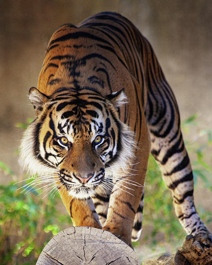 On The Prowl Photograph by Jerry Cowart