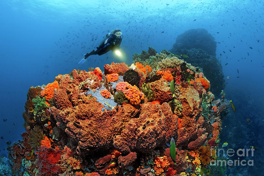 On the Reef Top Photograph by Norbert Probst
