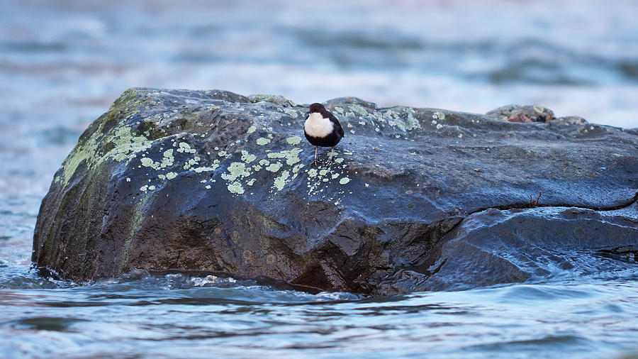 On the rocks. White-throated dipper Photograph by Jouko Lehto
