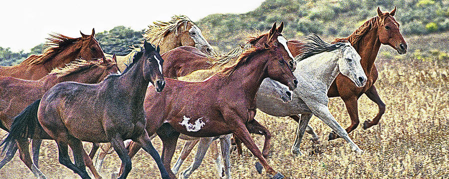 On The Run Color Photograph by Don Schimmel
