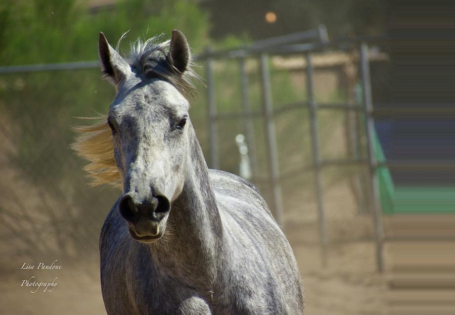 On the Run In Arizona by Lisa Pandone On the Run In Arizona by Lisa Pandone